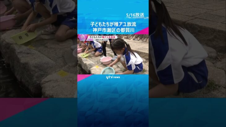 “アユの泳ぐ美しい川に” 都賀川で子どもたちが稚アユを放流「元気で帰ってきてほしい」神戸市灘区　#shorts #読売テレビニュース