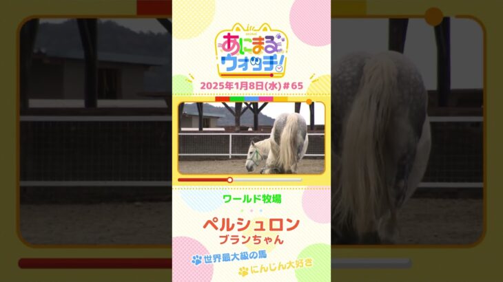 世界最大級の馬！「ペルシュロン」の「ブランちゃん」　大阪「ワールド牧場」　#shorts #読売テレビニュース #すまたん ＃あにまるウォッチ #動物