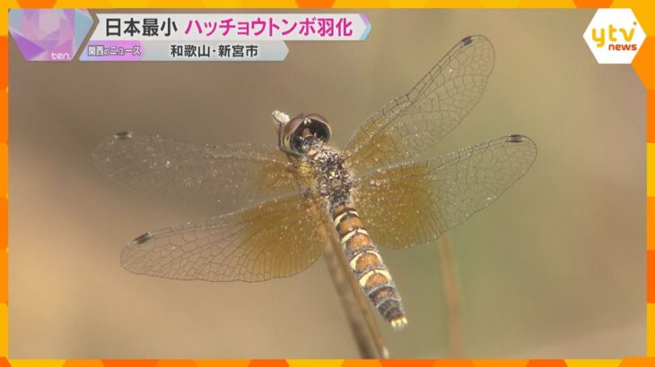 日本最小のトンボ「ハッチョウトンボ」羽化始まる　環境の悪化で数は減少傾向　和歌山・新宮市