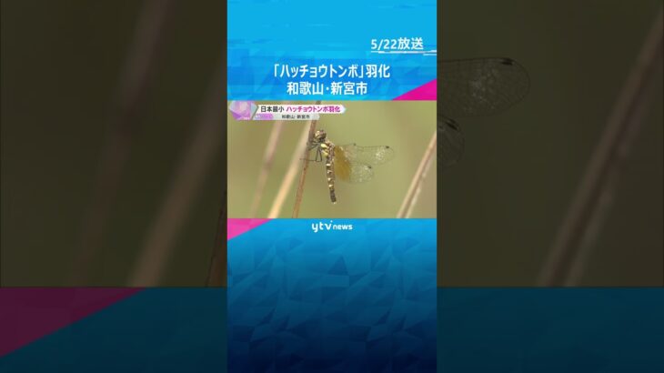 日本最小のトンボ「ハッチョウトンボ」羽化始まる　環境の悪化で数は減少傾向　和歌山・新宮市 #shorts #読売テレビニュース