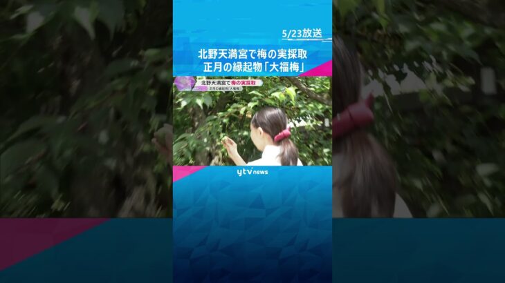 正月の縁起物「大福梅」梅の実の採取始まる「皆様が健康で過ごしていただけますよう」京都・北野天満宮　#shorts #読売テレビニュース