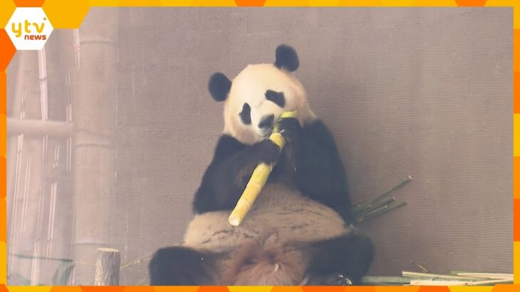 「反射して見にくいけどかわいかった」中国返還のパンダ4頭、ガラス越しの展示に　検疫期間始まる