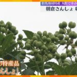 辛味が少なく柑橘類のような香り　実が大きい但馬地域特産の「朝倉さんしょ」収穫最盛期　兵庫・朝来市