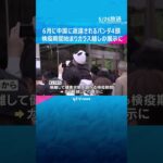 「反射して見にくいけどかわいかった」中国返還のパンダ4頭、ガラス越しの展示に　検疫期間始まる　#shorts #読売テレビニュース