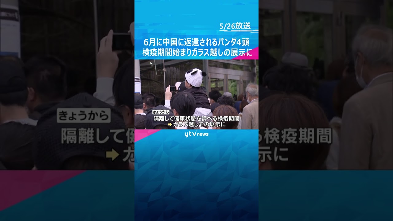 「反射して見にくいけどかわいかった」中国返還のパンダ4頭、ガラス越しの展示に 検疫期間始まる #shorts #読売テレビニュース