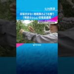 辛味が少なく柑橘類のような香り　実が大きい但馬地域特産の「朝倉さんしょ」収穫最盛期　兵庫・朝来市　#shorts #読売テレビニュース