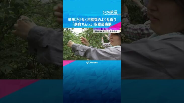 辛味が少なく柑橘類のような香り　実が大きい但馬地域特産の「朝倉さんしょ」収穫最盛期　兵庫・朝来市　#shorts #読売テレビニュース