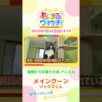 長～いしっぽ！「メインクーン」ソックスくん　大阪「動物たちが暮らす森 アニミル」　#shorts #読売テレビニュース #すまたん #あにまるウォッチ #動物