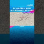 死亡ひき逃げ事件か　路上に頭から血を流して倒れている男性　警察は逃げた車の行方を追う　東大阪市  #shorts #読売テレビニュース