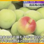 特産の南高梅の収穫始まる　気温低下の影響で開花遅れも「味覚的には問題ありません」　和歌山・田辺市