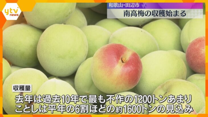 特産の南高梅の収穫始まる　気温低下の影響で開花遅れも「味覚的には問題ありません」　和歌山・田辺市