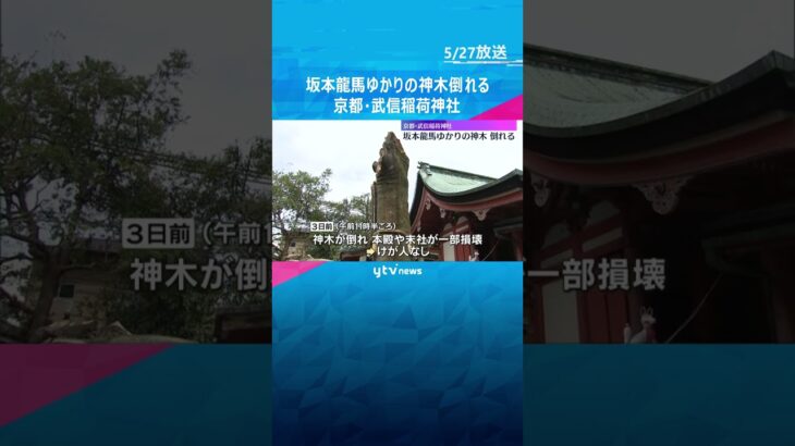 樹齢850年の坂本龍馬ゆかりの神木倒れる　本殿や末社の一部破損　京都・武信稲荷神社　#shorts #読売テレビニュース