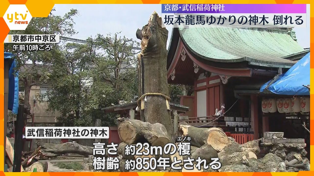 樹齢850年の坂本龍馬ゆかりの神木倒れる 本殿や末社の一部破損、ケガ人はなし 京都・武信稲荷神社