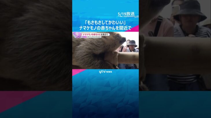 「もさもさしてかわいい」生後9か月のナマケモノの赤ちゃんを間近で　和歌山・アドベンチャーワールド　#shorts #読売テレビニュース