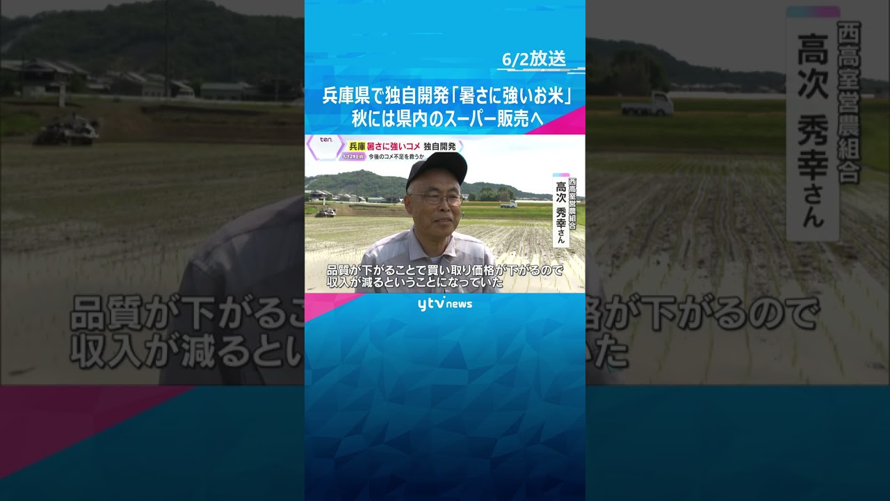兵庫県で独自開発「暑さに強いコメ」 約1万種類の中から品種を1つ厳選　秋には県内スーパーで販売へ #shorts　#読売テレビニュース