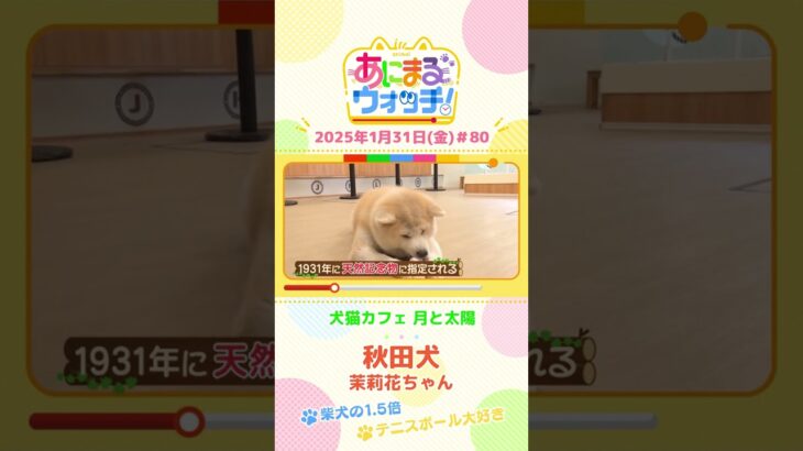 柴犬の1.5倍！「秋田犬」　京都「犬猫カフェ 月と太陽」　#shorts #読売テレビニュース #すまたん #あにまるウォッチ #動物
