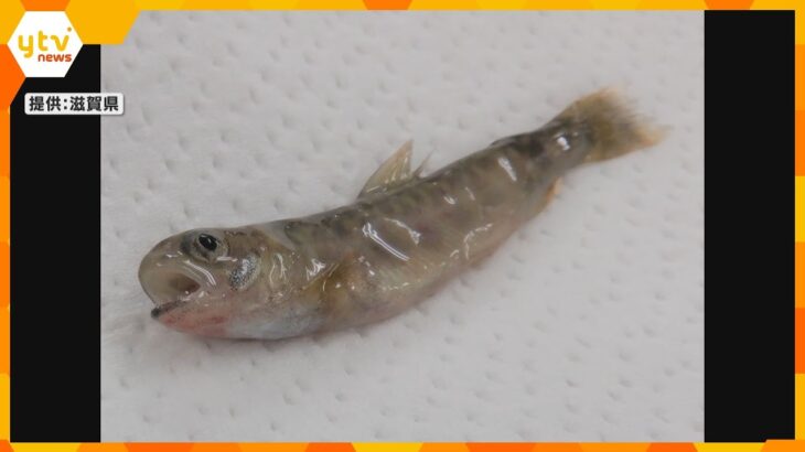 養殖イワナ1万匹「レッドマウス病」で死ぬ　魚の口の周りが赤くなる特徴　2015年以来国内2例目　