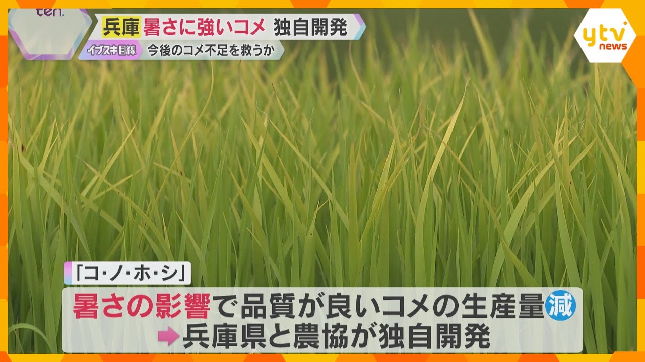 兵庫県で独自開発「暑さに強いコメ」 約1万種類の中から品種を1つ厳選　秋には県内スーパーで販売へ