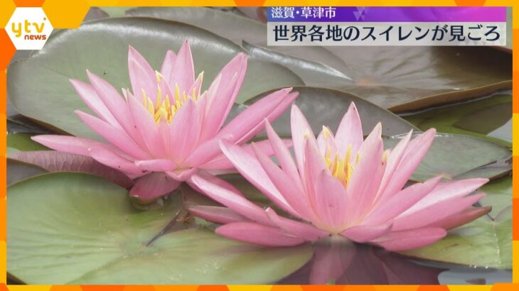 世界各地のスイレン見ごろ　150種類超の花が色鮮やかに水面彩る「甘酸っぱい匂い」滋賀・草津市