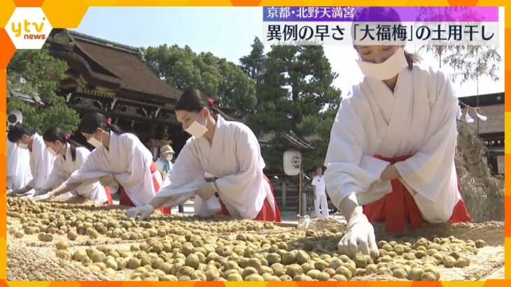 梅雨明けの恒例行事「大福梅」の土用干し　30℃超える暑さの中、過去2番目の早さ　京都・北野天満宮