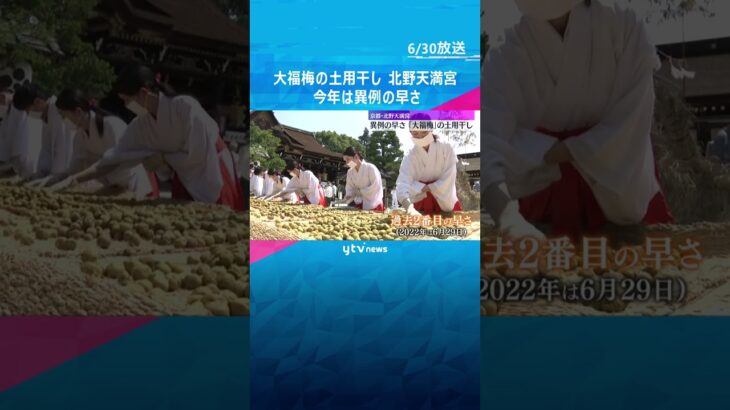 梅雨明けの恒例行事「大福梅」の土用干し　30℃超える暑さの中、過去2番目の早さ　京都・北野天満宮  #shorts #読売テレビニュース