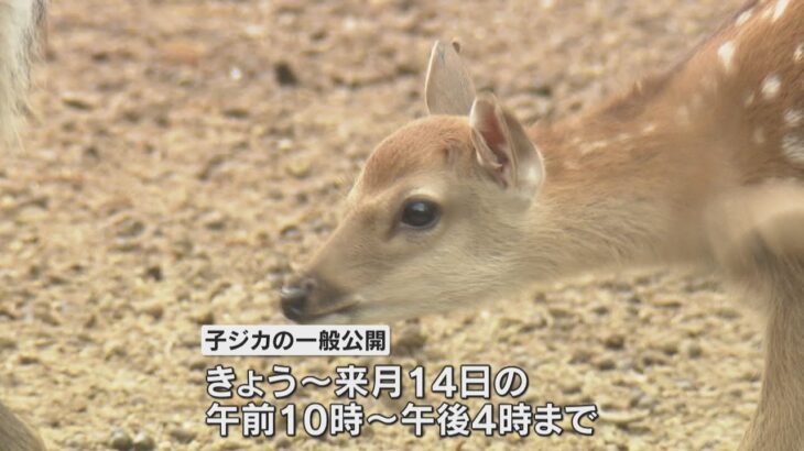 「みーみー鳴いてる」　かわいい子ジカ約６０頭の一般公開始まる　奈良公園・鹿苑