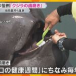 クジラの歯磨き　洗車ブラシで大きな歯をゴシゴシ、上手にうがいも　園児たちも体験　和歌山・太地町