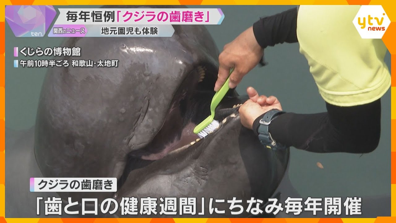 クジラの歯磨き　洗車ブラシで大きな歯をゴシゴシ、上手にうがいも　園児たちも体験　和歌山・太地町