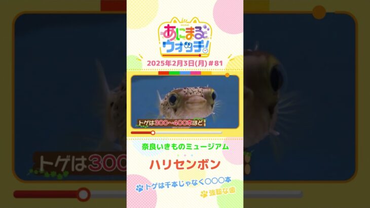トゲは千本じゃなく〇〇〇本！「ハリセンボン」　奈良「奈良いきものミュージアム」　#shorts #読売テレビニュース #すまたん #あにまるウォッチ #動物