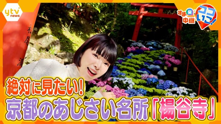 絶対に見たい！京都のあじさい名所「楊谷寺」でフォトジェニック体験！【す・またん！】