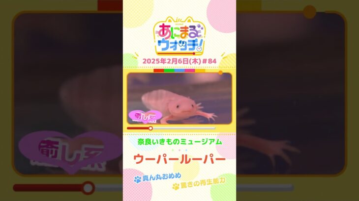 真ん丸おめめ「ウーパールーパー」　奈良「奈良いきものミュージアム」　#shorts #読売テレビニュース #すまたん #あにまるウォッチ #動物