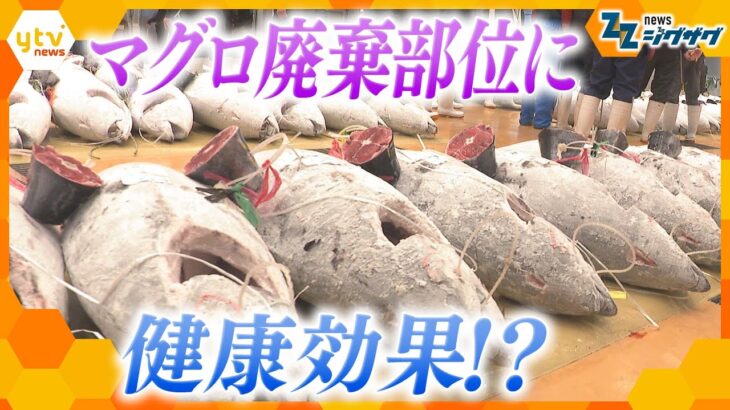 マグロの血合い肉や未利用魚…廃棄部位に健康効果！？　捨てられていた魚の魅力【ニュース ジグザグ】