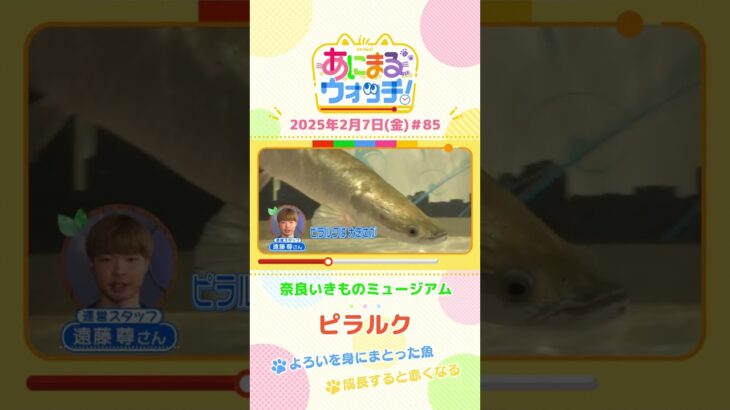 よろいを身にまとった魚！「ピラルク」　奈良「奈良いきものミュージアム」　#shorts #読売テレビニュース #すまたん #あにまるウォッチ #動物