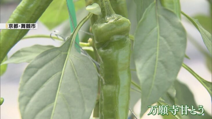 京野菜「万願寺甘とう」出荷最盛期　肉厚でやわらかく上々の出来　京都・舞鶴市