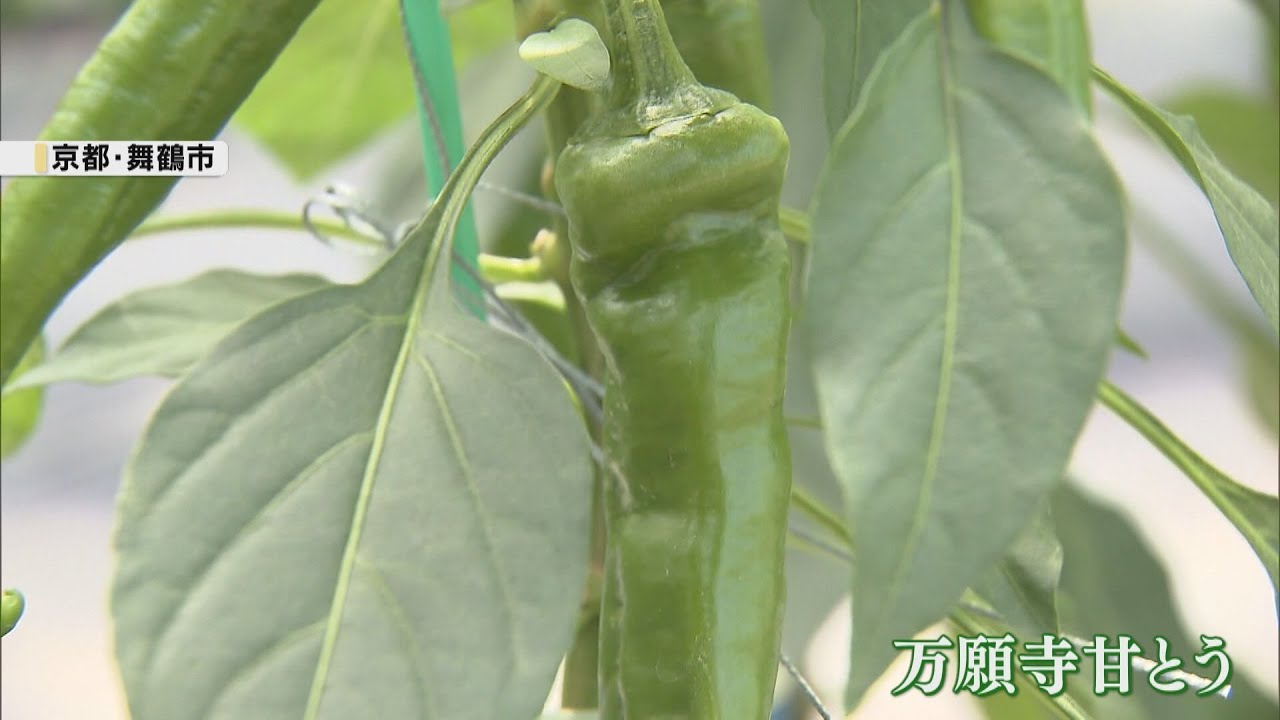 京野菜「万願寺甘とう」出荷最盛期　肉厚でやわらかく上々の出来　京都・舞鶴市