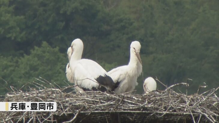 コウノトリのヒナ４羽に足環　県立コウノトリの郷公園の飼育員らが性別判別のために装着　兵庫・豊岡市