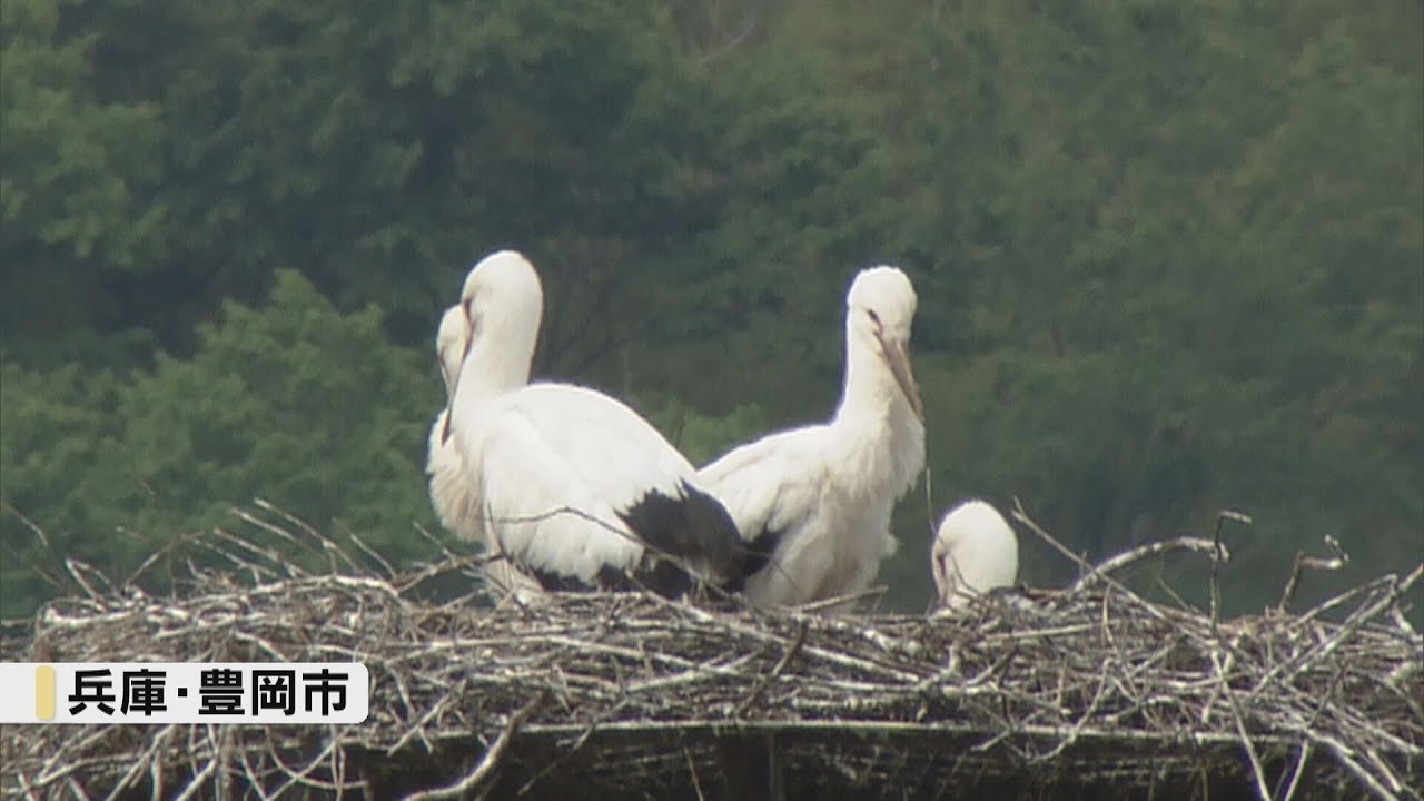 コウノトリのヒナ４羽に足環　県立コウノトリの郷公園の飼育員らが性別判別のために装着　兵庫・豊岡市