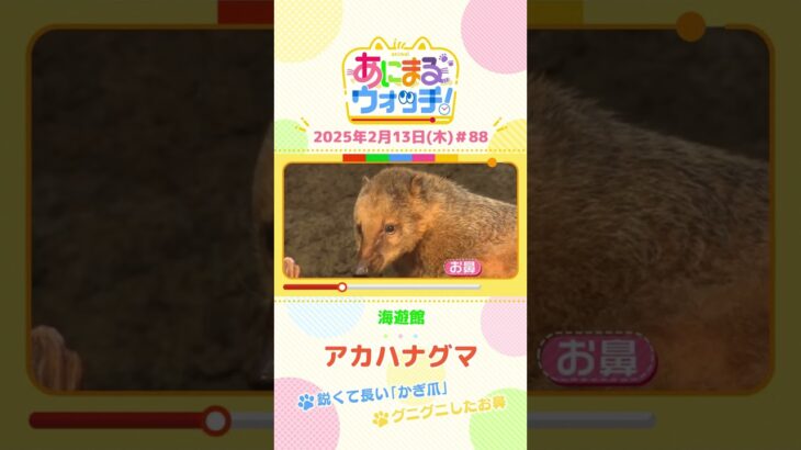 グニグニしたお鼻！「アカハナグマ」　大阪「海遊館」　#shorts #読売テレビニュース #すまたん #あにまるウォッチ #動物