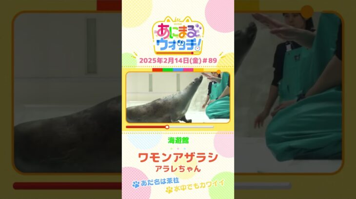 あだ名は茶柱！「ワモンアザラシ」のアラレちゃん！大阪「海遊館」　#shorts #読売テレビニュース #すまたん #あにまるウォッチ #動物