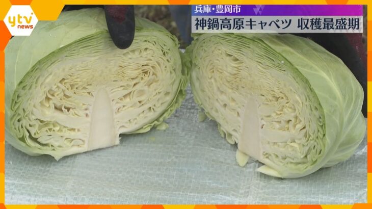シャキシャキとした食感で芯まで甘い　特産の「神鍋高原キャベツ」収穫最盛期　兵庫・豊岡市