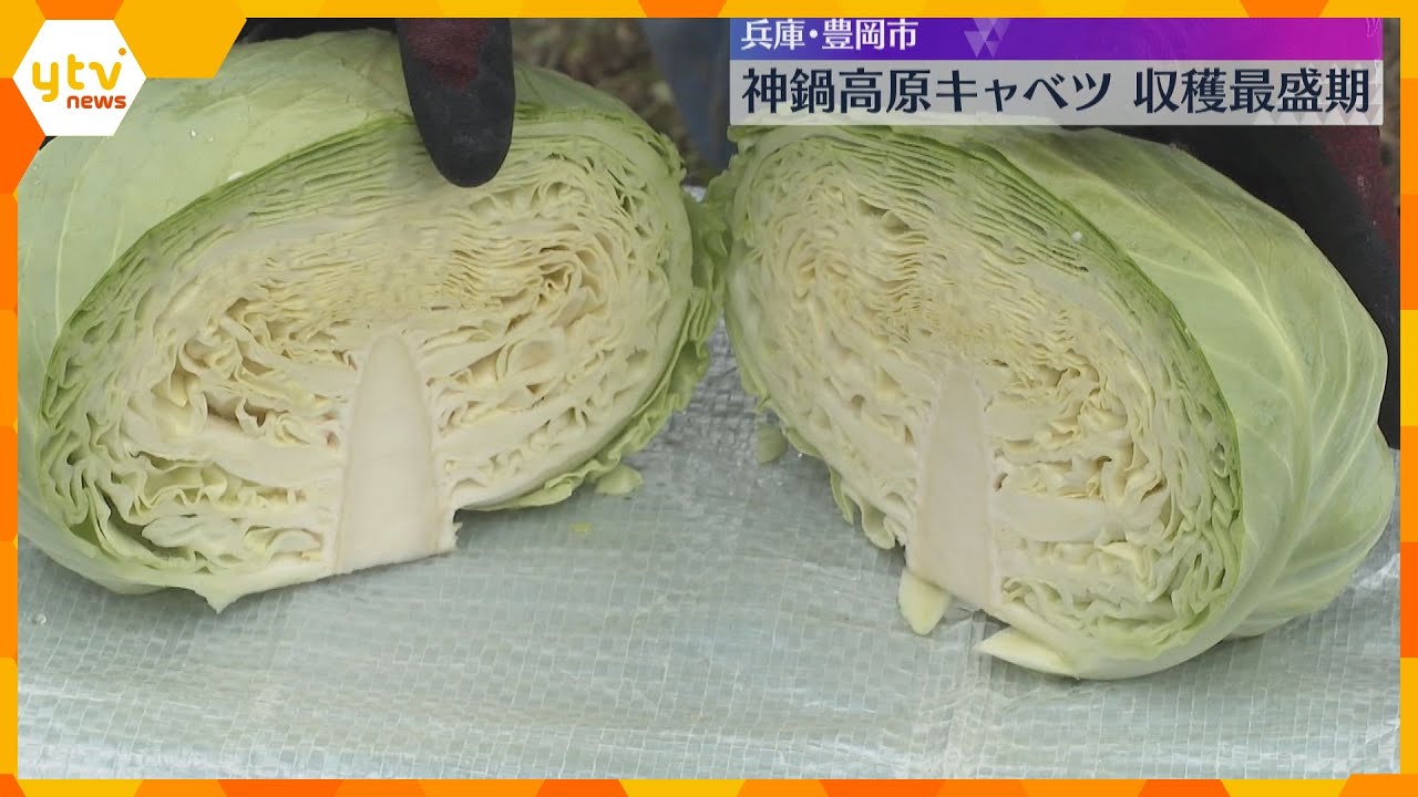 シャキシャキとした食感で芯まで甘い　特産の「神鍋高原キャベツ」収穫最盛期　兵庫・豊岡市