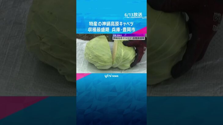 シャキシャキとした食感で芯まで甘い　特産の「神鍋高原キャベツ」収穫最盛期　兵庫・豊岡市  #shorts　#読売テレビニュース