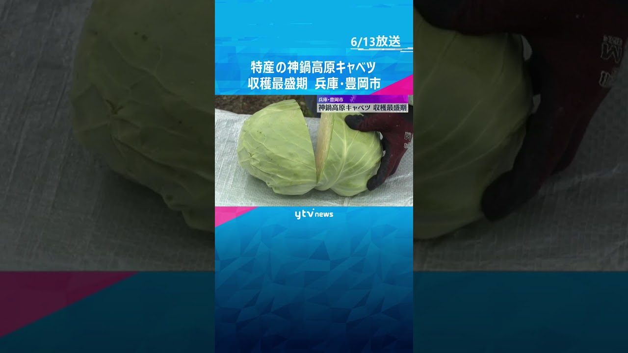 シャキシャキとした食感で芯まで甘い　特産の「神鍋高原キャベツ」収穫最盛期　兵庫・豊岡市  #shorts　#読売テレビニュース
