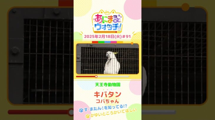 かゆいところかいてほしい！「キバタン」　大阪「天王寺動物園」　#shorts #読売テレビニュース #すまたん #あにまるウォッチ #動物