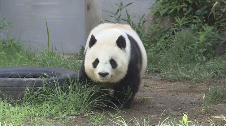 王子動物園のジャイアントパンダ「タンタン」　神戸市が剥製と骨格標本にした上で中国に返還準備進める