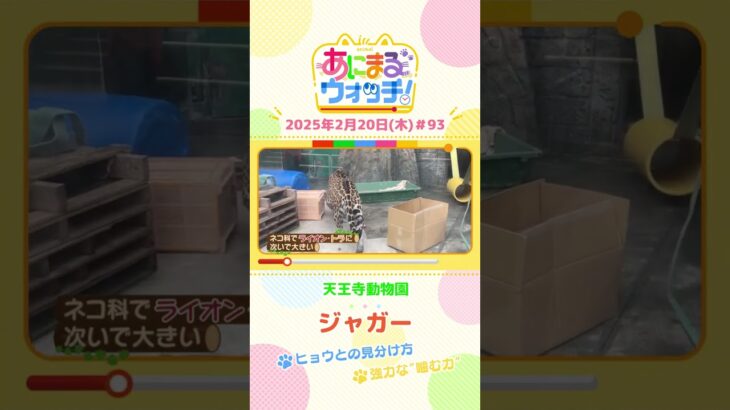 強力な“嚙む力”！「ジャガー」　大阪「天王寺動物園」　#shorts #読売テレビニュース #すまたん #あにまるウォッチ #動物
