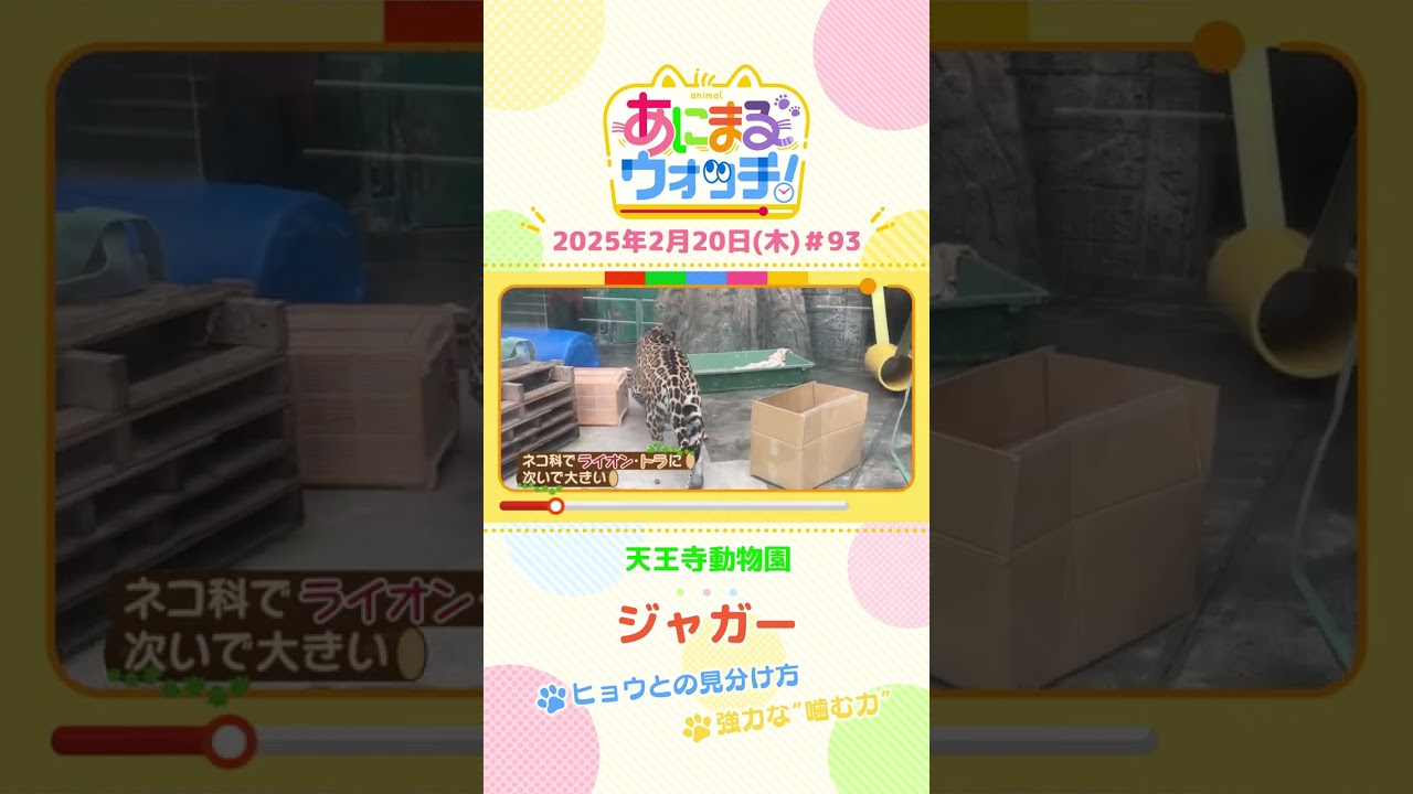 強力な“嚙む力”！「ジャガー」　大阪「天王寺動物園」　#shorts #読売テレビニュース #すまたん #あにまるウォッチ #動物