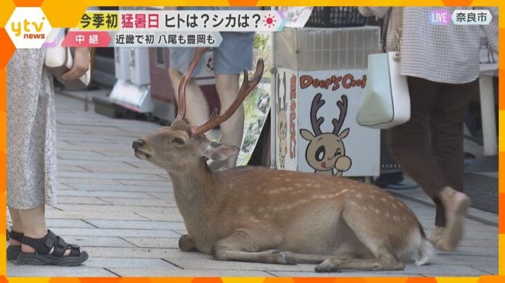 【暑い】シカもぐったり　奈良市で今年初の猛暑日　大阪・八尾市や兵庫・豊岡市も　今後も厳しい暑さ