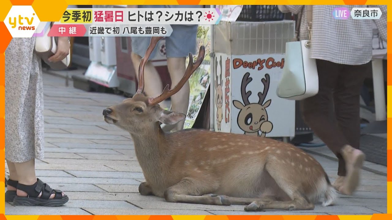 【暑い】シカもぐったり　奈良市で今年初の猛暑日　大阪・八尾市や兵庫・豊岡市も　今後も厳しい暑さ