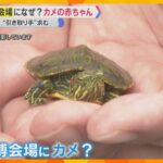 「急に現れて、気づいたらいました」万博会場になぜ？“カメ”の赤ちゃん「飼い主が見つかればいいな」